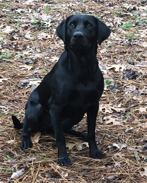 Champion Bloodline Labrador Retrievers | Local Labrador Breeder ...