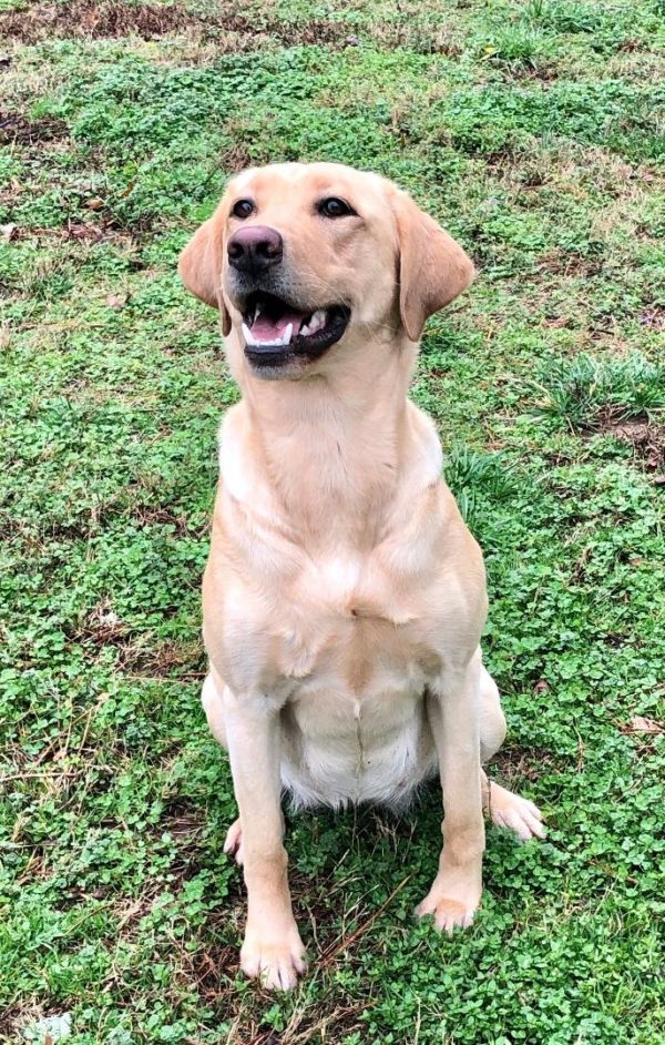 Champion Bloodline Labrador Retrievers | Local Labrador Breeder ...